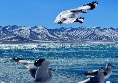 Traveler photo: Over the holy waters of Namtso Lake in Tibet, flocks of seagulls soar gracefully, adding vibrant life to the sacred lake. (March 2026)