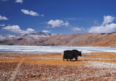 Traveler photo: On the vast snowfields of Shigatse, a solitary black yak stands still—the purest accent between heaven and earth. (March 2026)