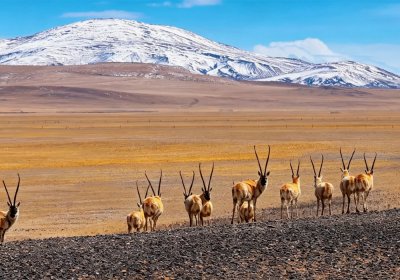 Traveler photo: The Qinghai-Tibet plateau is not just home to human beings, but also to precious wild creatures including Tibetan antelopes. (May 2026)	