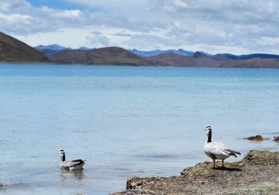 Traveler photo: Lakes in Tibet are not just natural wonders, they are also great spots for meditation and pilgrimage, as well as home to precious Tibetan birds. (May 2026)	
