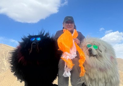 Traveler photo: At Yamdrok Lake, taking a souvenir photo with gentle Tibetan Mastiffs. (May 2025)