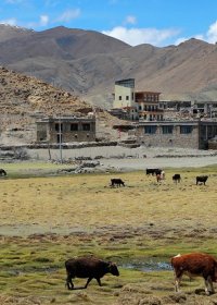 Traveler photo: Typical scenery of a Tibetan village, with traditional Tibetan houses, yaks and cows. (May 2026)	