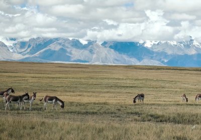 Traveler photo: In early May, Tibet's greening grasslands host Tibetan antelopes and wild asses grazing at ease. (May 2026)