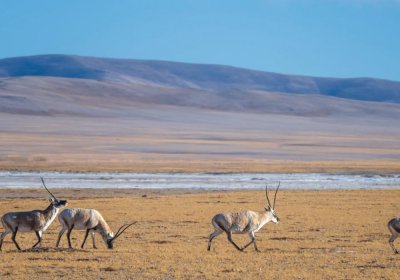 Traveler photo: The plateau grasslands inTibet are home to wildlife, running and grazing alongside snow-capped peaks. (May 2026)