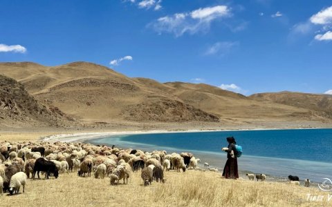 Traveler photo: A local Tibetan shepherd guides his goats along the tranquil shores of Yamdrok Lake.(May 2025)