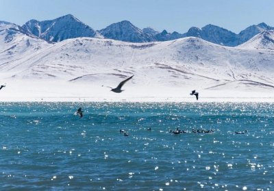 Traveler photo: Seagulls hover above the blue water of Namtso lake. (November 2025)