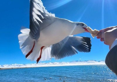 Traveler photo: Along the shores of Namtso Lake in Tibet, a guest interacts closely with white seagulls as they feed them. (November 2025)