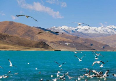 Traveler photo: Over Yamdrok Lake in Shannan, Tibet, flocks of seagulls soar above the sapphire waters. (November 2025)