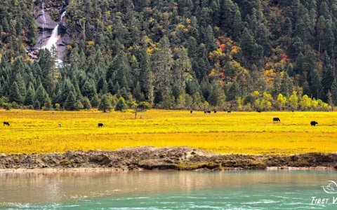 Traveler photo: Tibetan yaks graze on the golden grassland in Nyingchi. (October 2025)	