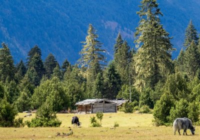 Traveler photo: Nyingchi’s autumn scenery, with golden grasslands and lush forests. (October 2026)