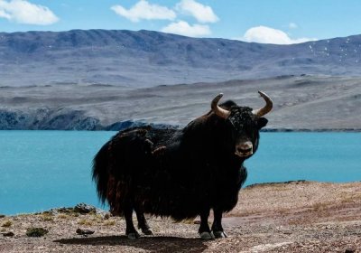 Traveler photo: Tibetan yak, one of the most iconic animals on the Tibetan Plateau. (October 2026)