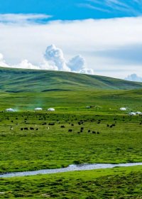 Traveler photo: Tibetan yaks grazing on green grasslands in summer. (September 2026)