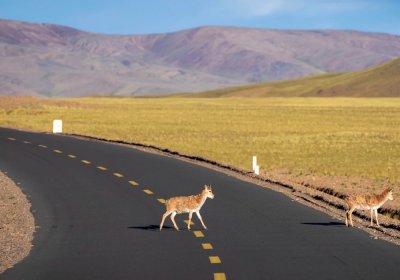 Traveler photo: Beautiful wild animals on the Qiangtang Grassland in northern Tibet. (September 2026)