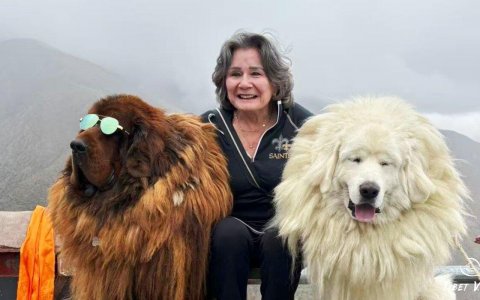 Traveler photo: On the way from Lhasa to Yamdrok Lake, you’ll have plenty of opportunities to take photos with Tibetan mastiffs. (September 2025)