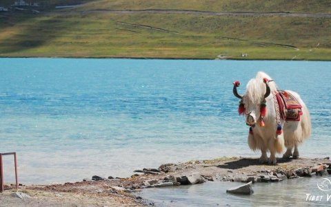 Traveler photo: The decorated Tibetan yaks along the shore of Yamdrok Lake waited for tourists to take pictures. (September 2025)