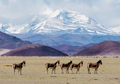 Traveler photo: Wild donkeys in Ngari Prefecture, western Tibet. (September 2026)