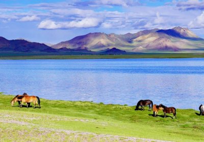 Traveler photo: Horses grazing on green grasslands along the rivers of Tibet. (September 2026)