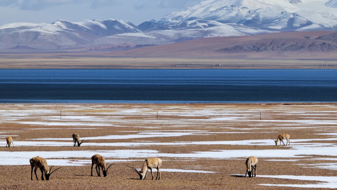 Tibetan antelopes grazing on the lakeside