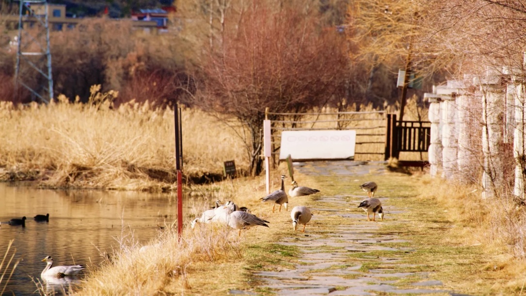 Birds by lakeside in Lalu Wetland