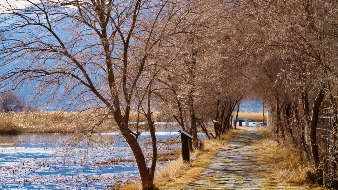 Tree path along the riverbank