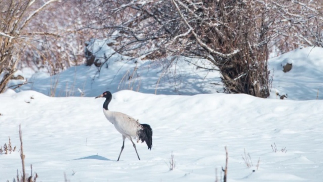 Black-necked crane on snow ground