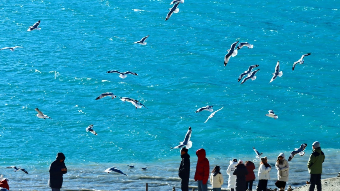 Birds flying over Yamdrok Lake