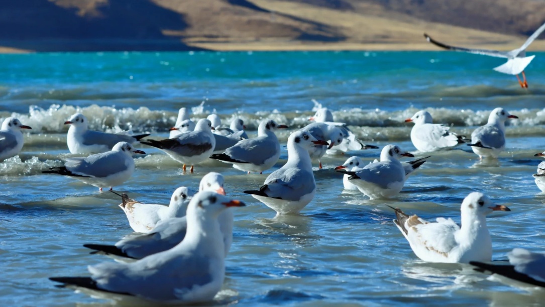 Gulls on the water surface of Yamdrok Lake
