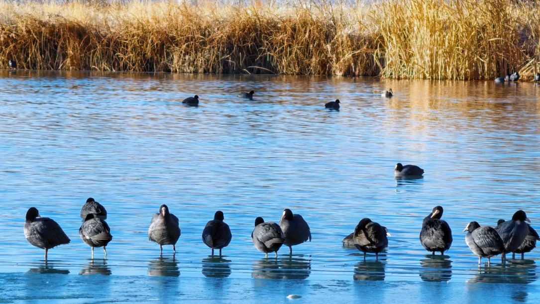 Wild ducks on Lhasa River 