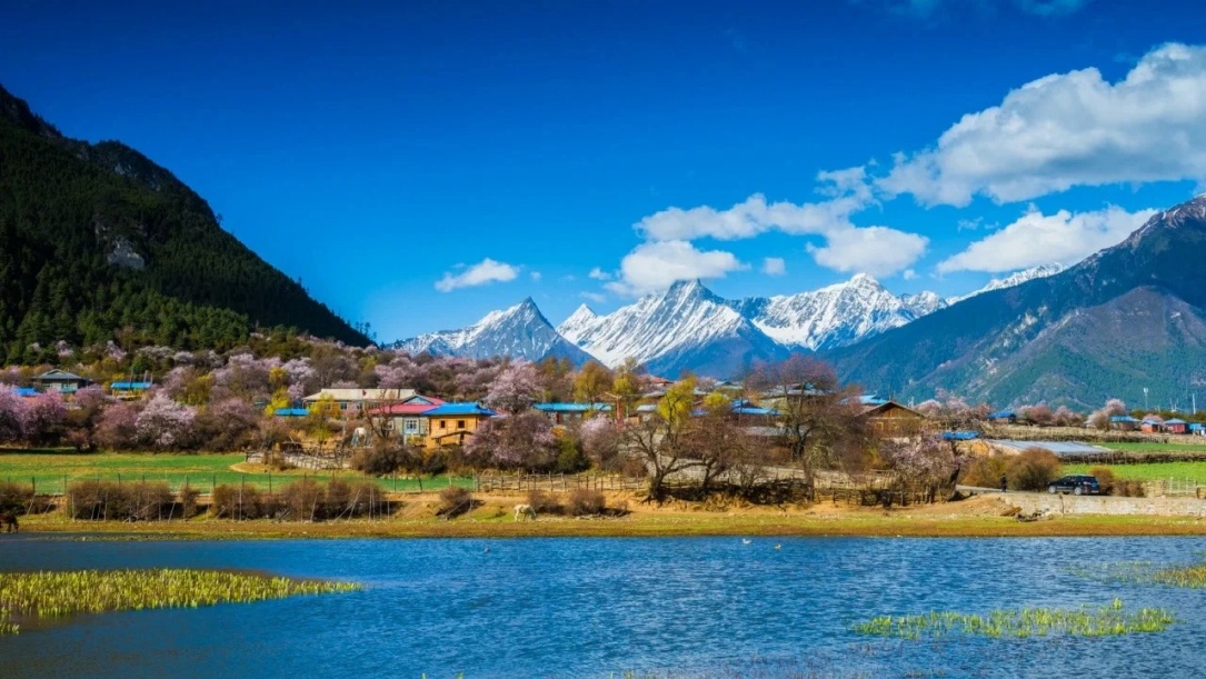 Nyingchi Peach Blossom and Snow Mountains with River