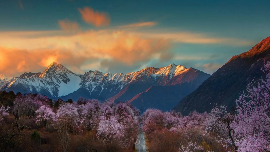 Sunset Glow over Nyingchi Peach Blossom