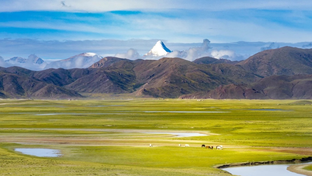 Tibetan plateau grasslands