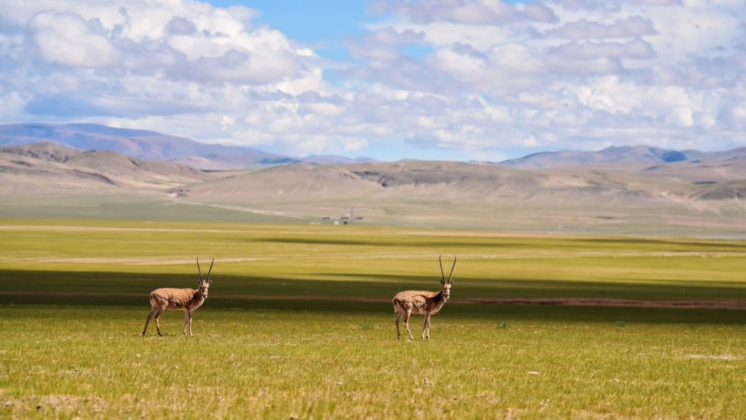 Tibetan antelopes