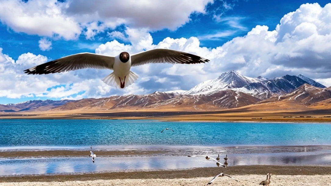 Bird flying over Siling Lake 