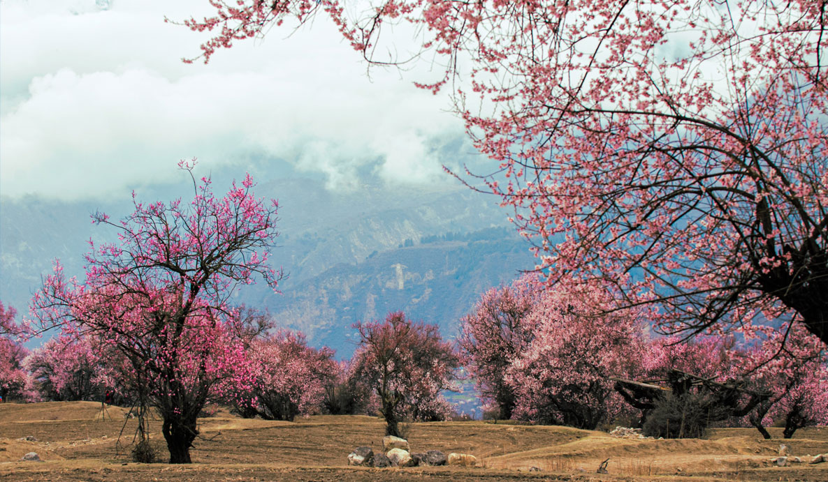 Peach Blossom Photography in Suosong Village, Nyingchi