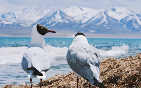 5 Days Tibet Winter Bird Photography Tour: Lhasa, Lalu Wetland & Yamdrok Lake