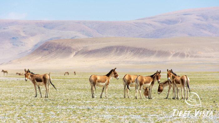 See Tibetan wild donkeys during Shigatse to Saga overland tour