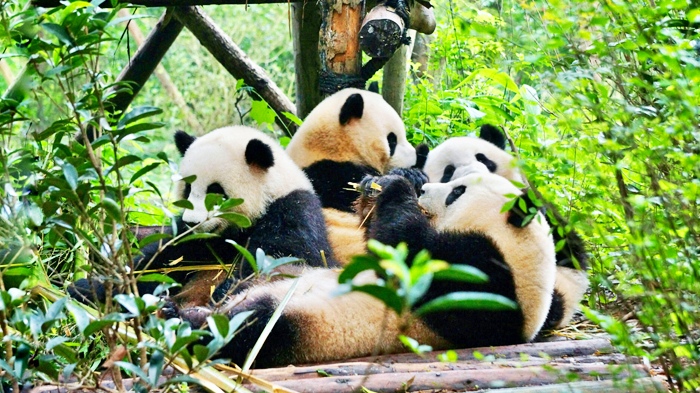 the Giant Panda Base in Chengdu