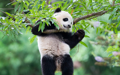 13 Days China Panda Tour with Tibet Discovery from Shanghai