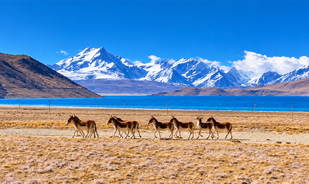 Tibetan wild donkeys