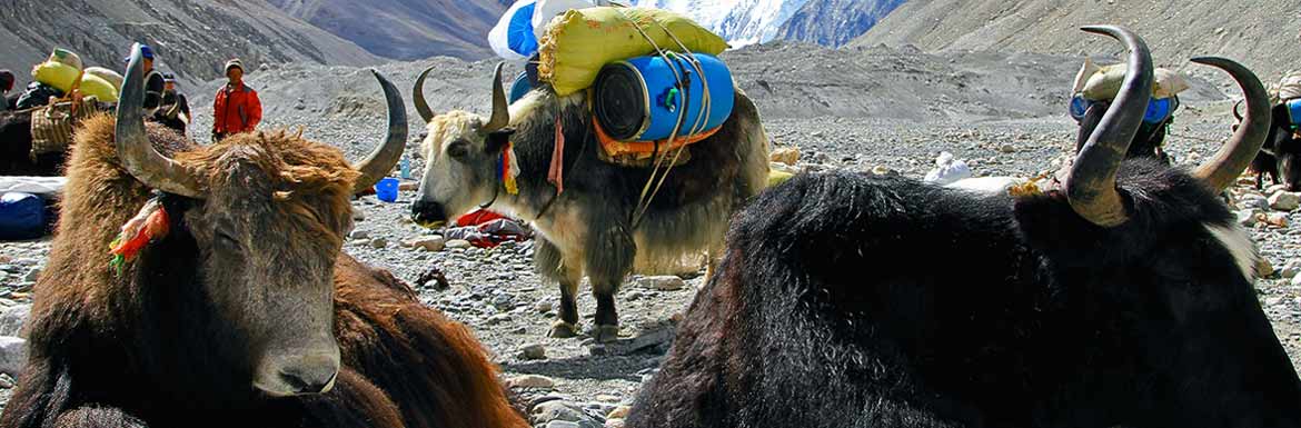 12 Days Classic Trek from Tingri to EBC via Ra-chu Valley