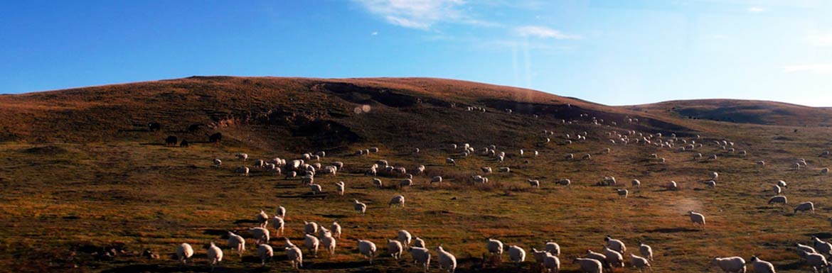 9 Days Amdo Area Tour, Tongren( Repkong), Hometown of the 14th Dalai Lama