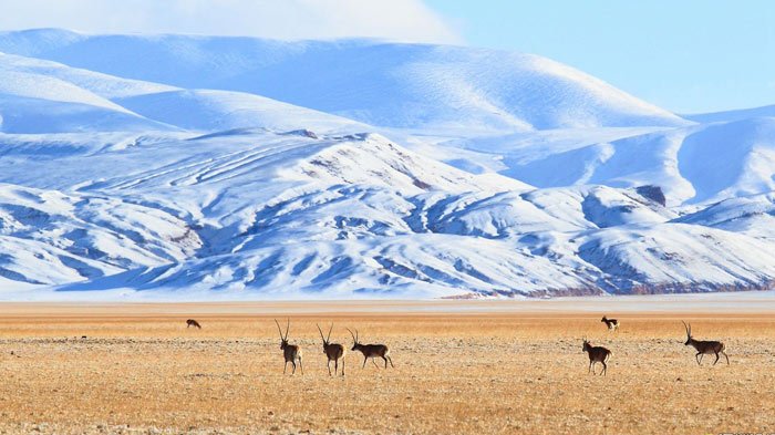 QiangTang Grassland