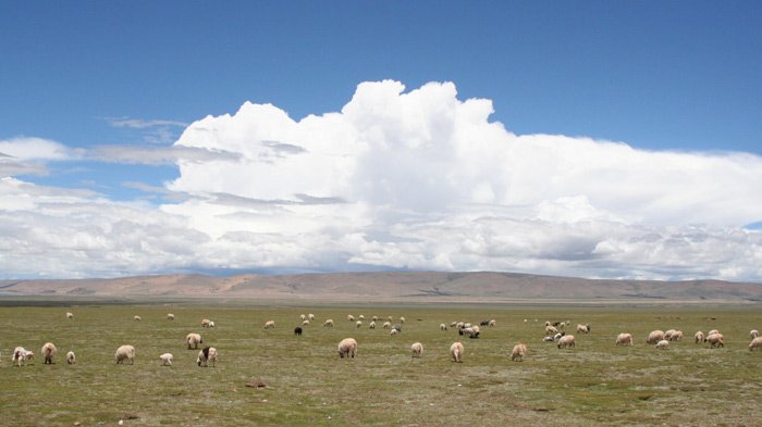 Qiangtang Grassland