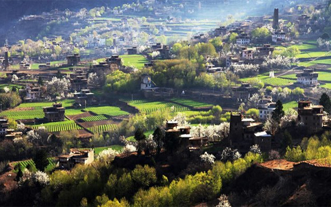 Enjoy the blooming pear blossoms in Jinchuan County