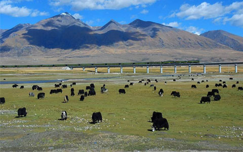 15 Days Xian Lhasa Everest Beijing Train Tour