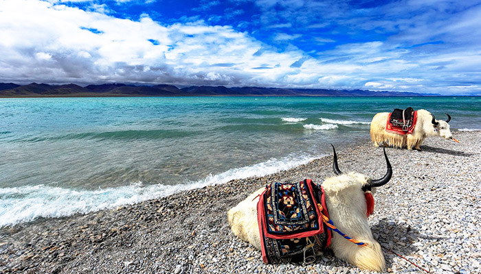 Yaks lying leisurely and enjoying the summer refreshment by the Namtso Lake