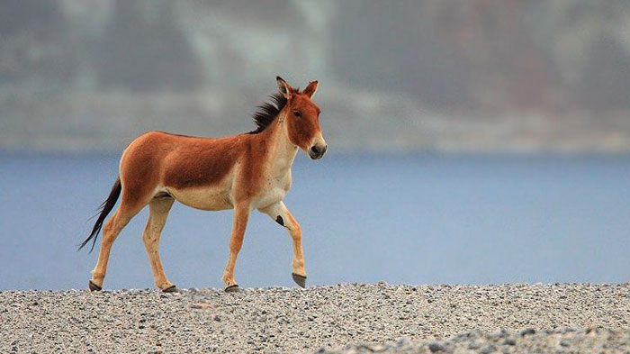 Tibetan wild donkey walking with vigorous steps by the lake