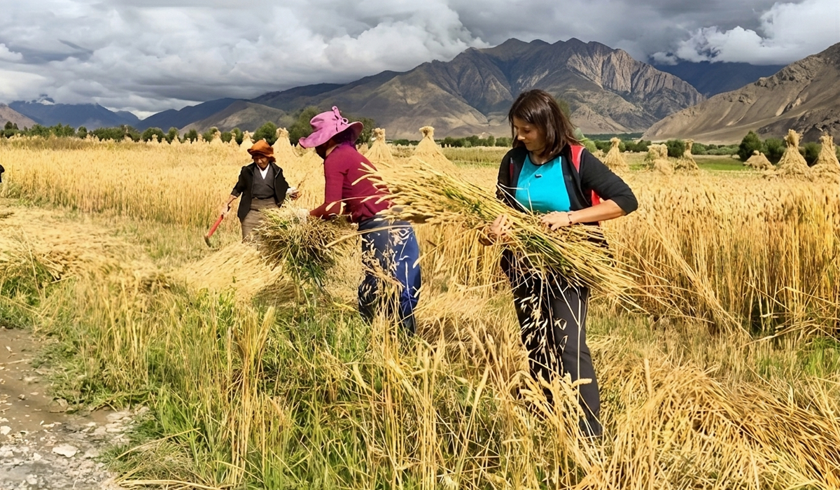 experience tibet golden barley harvest in autumn