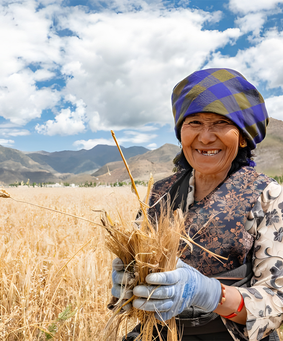 experience tibetan barley harvest season