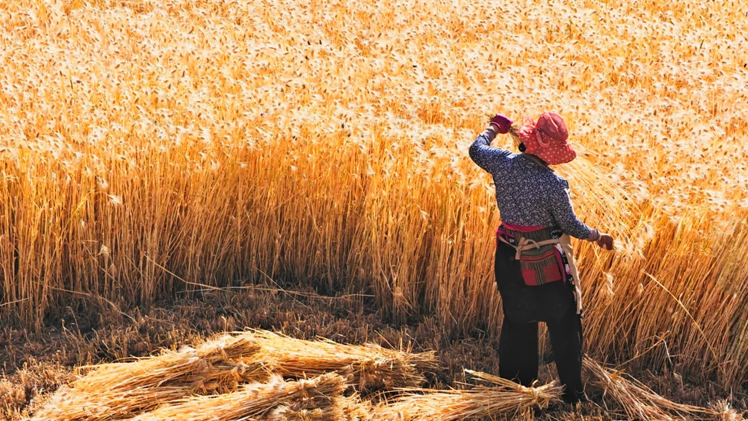 golden harvest landscape